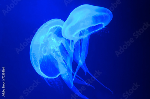 Two jellyfish on a blue background