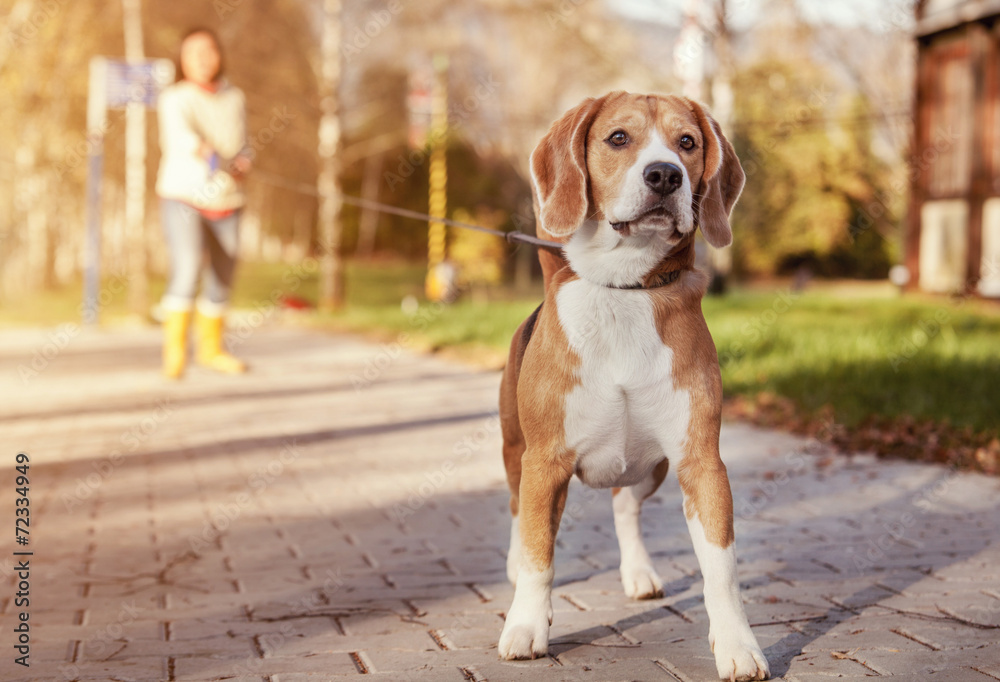 Beagle walk on long lead at the autumn park