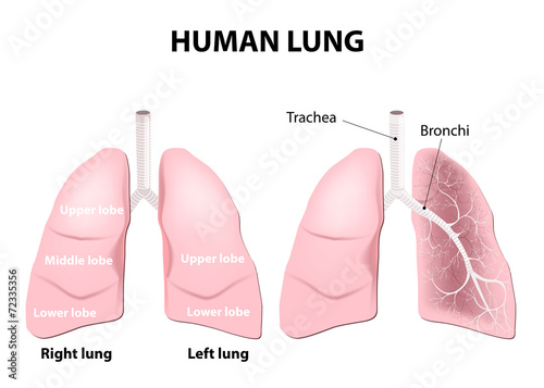 Anatomy of the human lungs