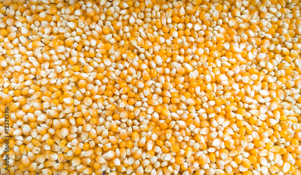 Tasty yellow grains of corn. Whole background. Tasty yellow grains of corn. Whole background.