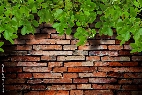 old brick wall and the tree