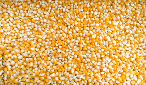 Tasty yellow grains of corn. Whole background.