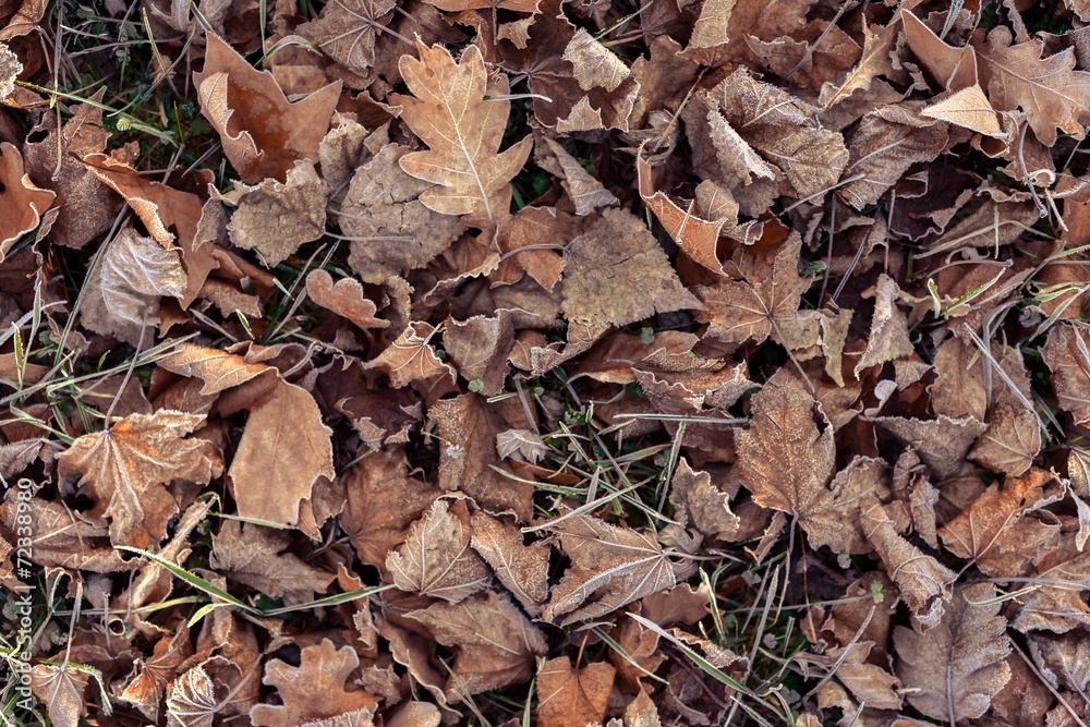 Fallen leaves Fallen leaves