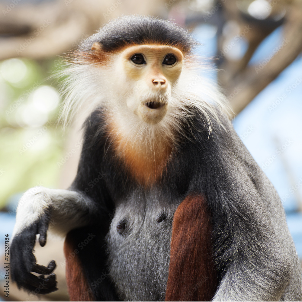 Fototapeta premium Red-shanked douc langur