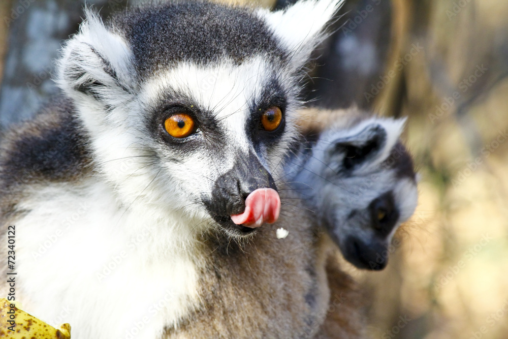 Obraz premium Ring-tailed lemur (lemur catta) and cute cup, madagascar