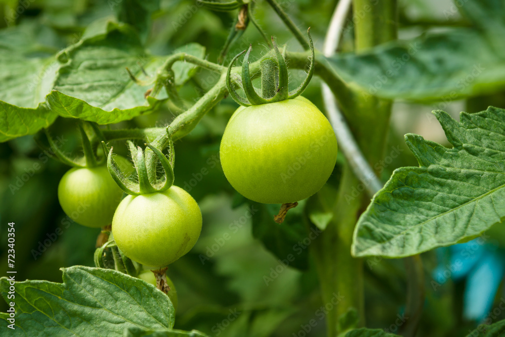 Unripe tomatoes on a branch.