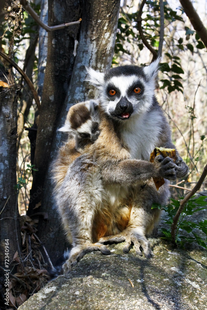 Obraz premium Ring-tailed lemur (lemur catta) and cute cup, madagascar