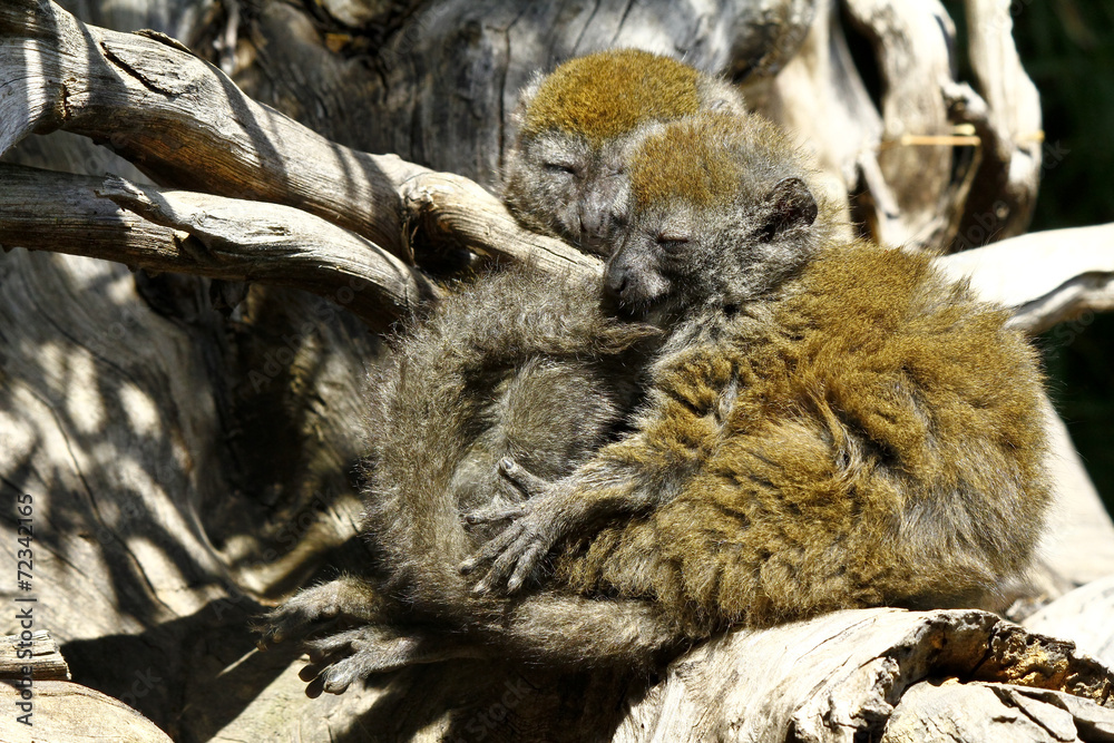 Eastern lesser bamboo lemur (Hapalemur griseus), also known as t