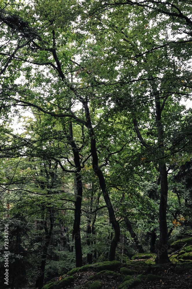 Mossy undergrowth in mountain forest