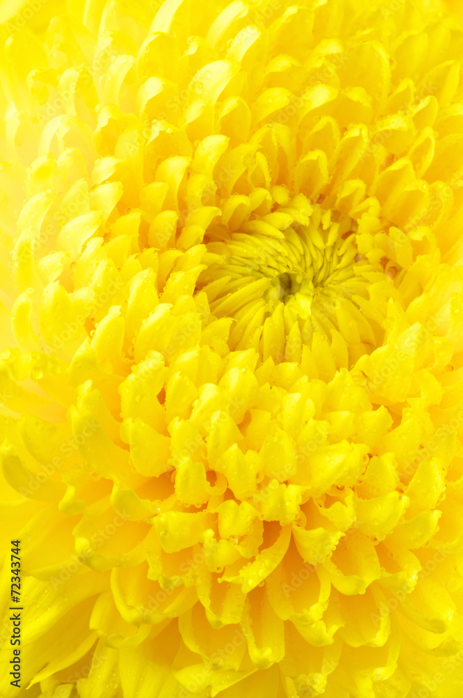 Yellow chrysanthemum close-up Yellow chrysanthemum close-up