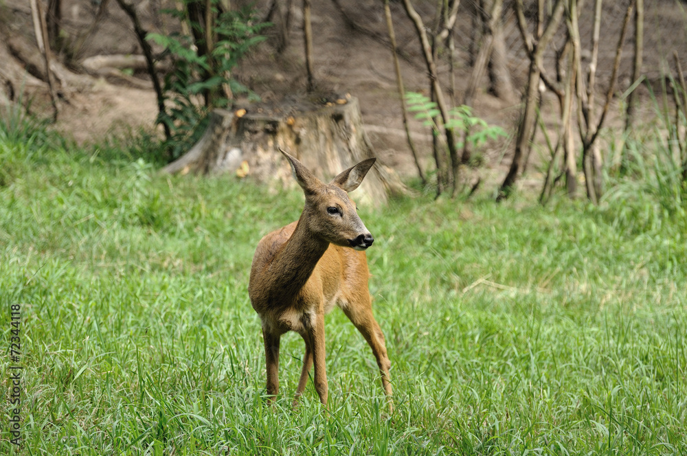 Young deer Young deer