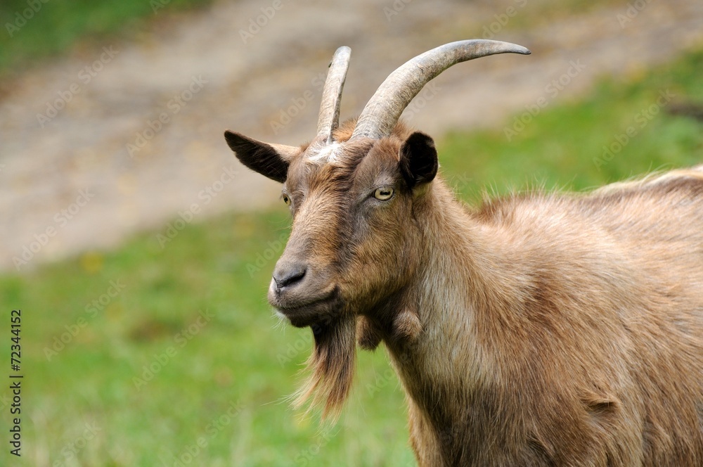 Goat in meadow.