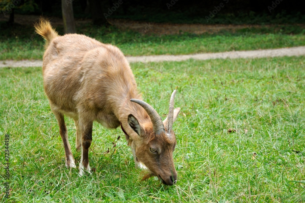Goat in meadow. Goat in meadow.