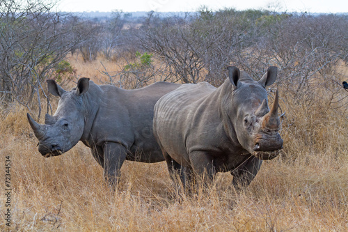 White Rhinos Grazing at Kruger National Park  South Africa