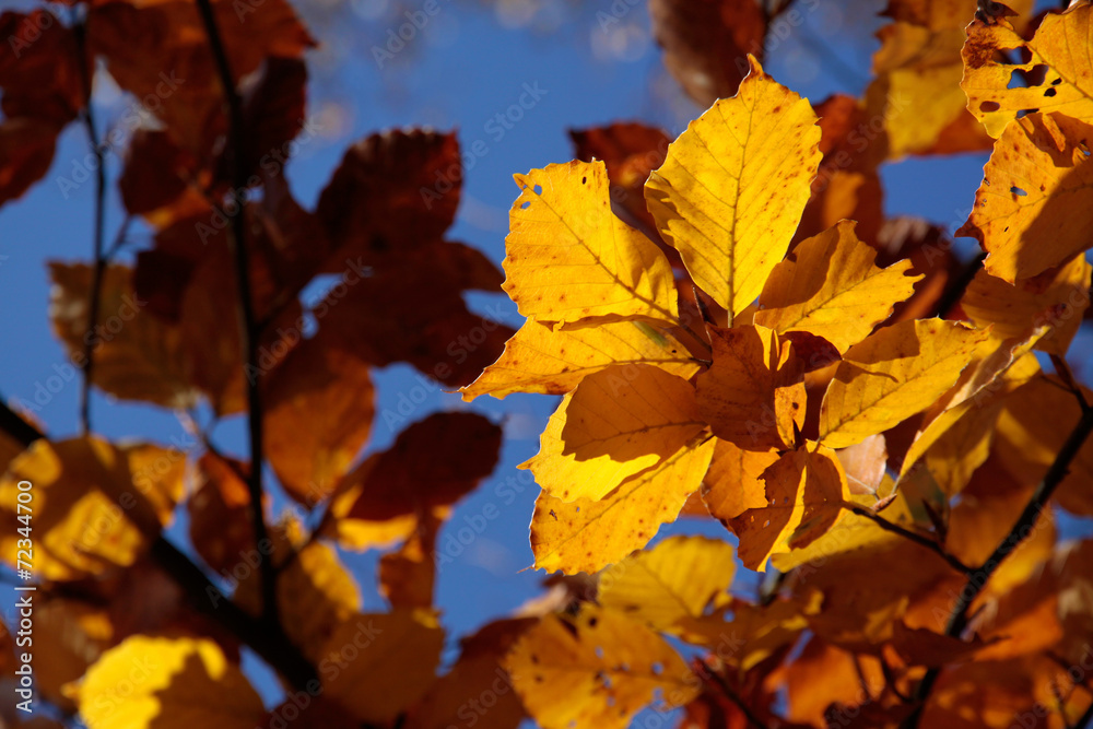 Bunte Herbstblätter