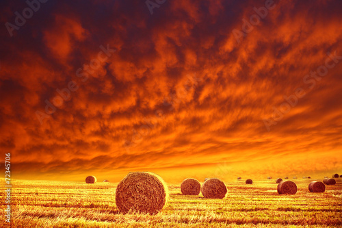 golden field and red sky