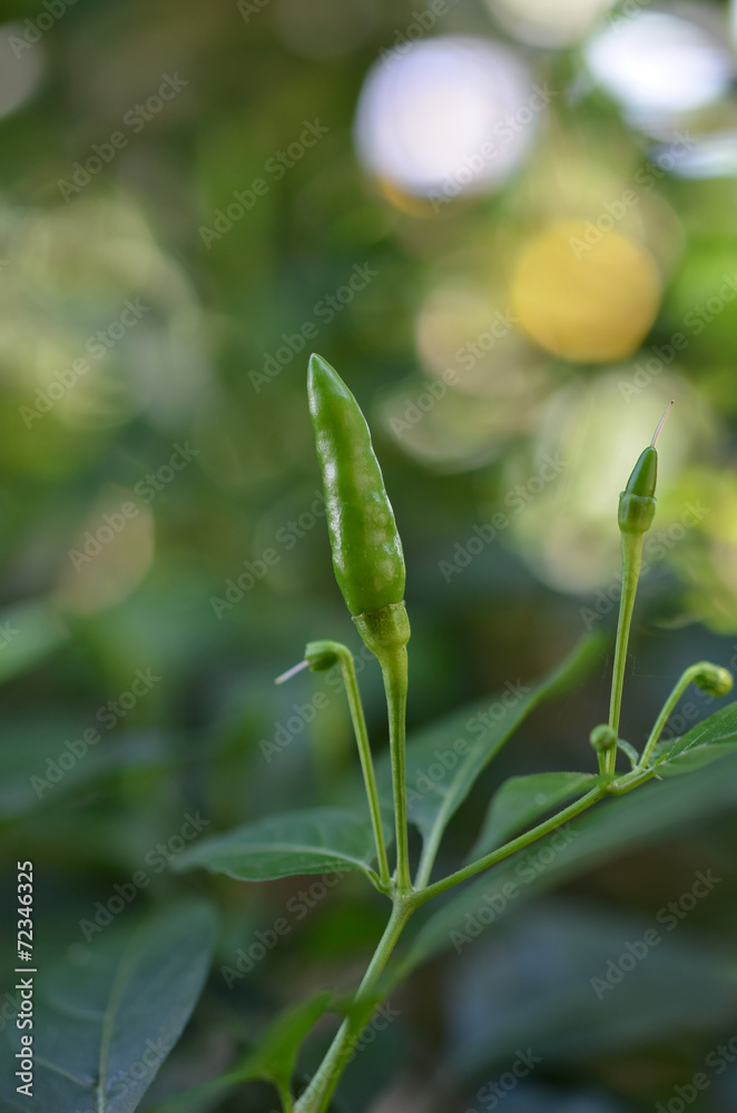 Green pepper on tree Green pepper on tree