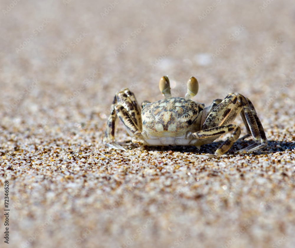 crab crab