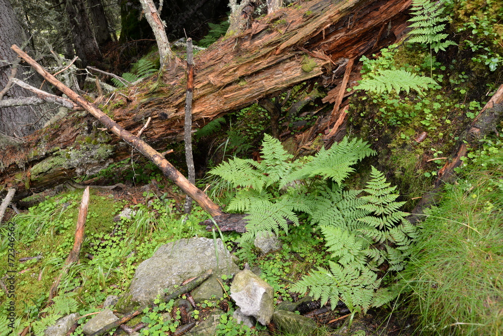 Fototapeta premium Farn in einem Bergwald