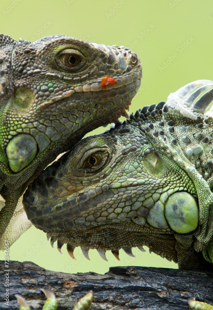 Fototapeta premium iguana
