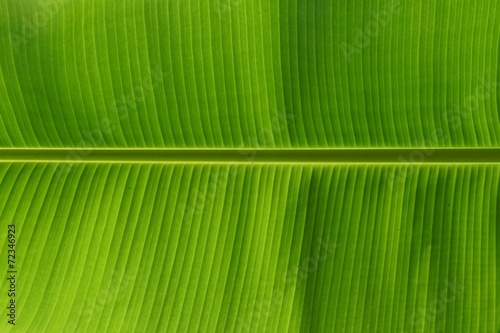 close up showing texture of banana leave 2