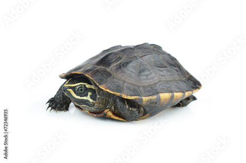 turtle isolated on white background