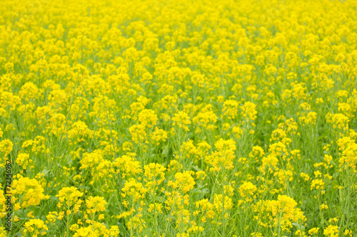 Yellow Canola Flower, Rapeseed Blossom