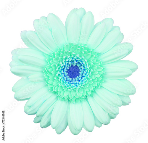 Blue gerbera flower isolated
