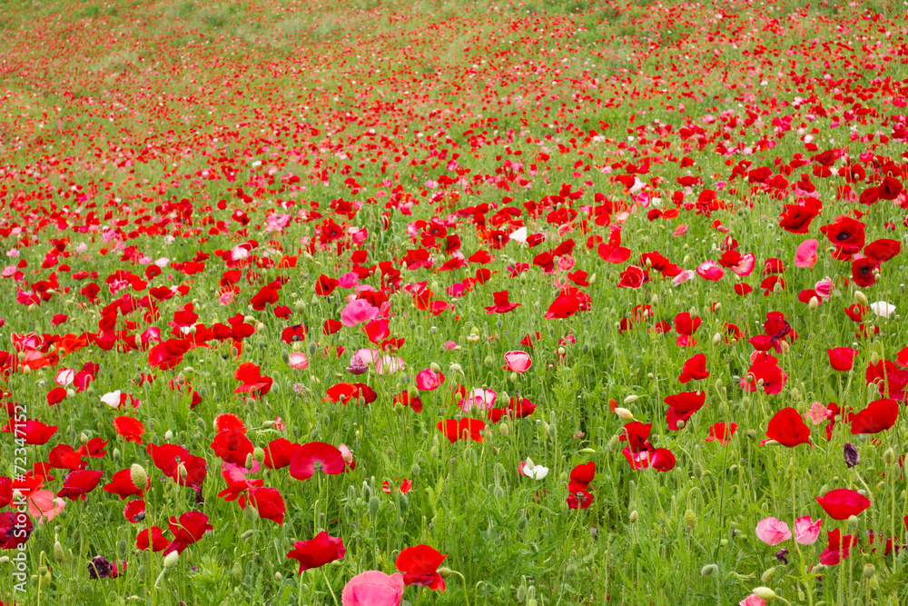 Red Poppy Field  Blooming