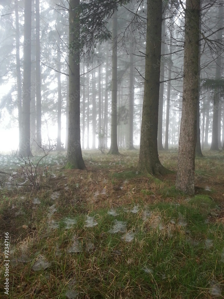 Obraz premium Fairy Forest