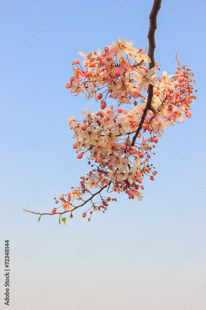 Cassia javanica Cassia javanica