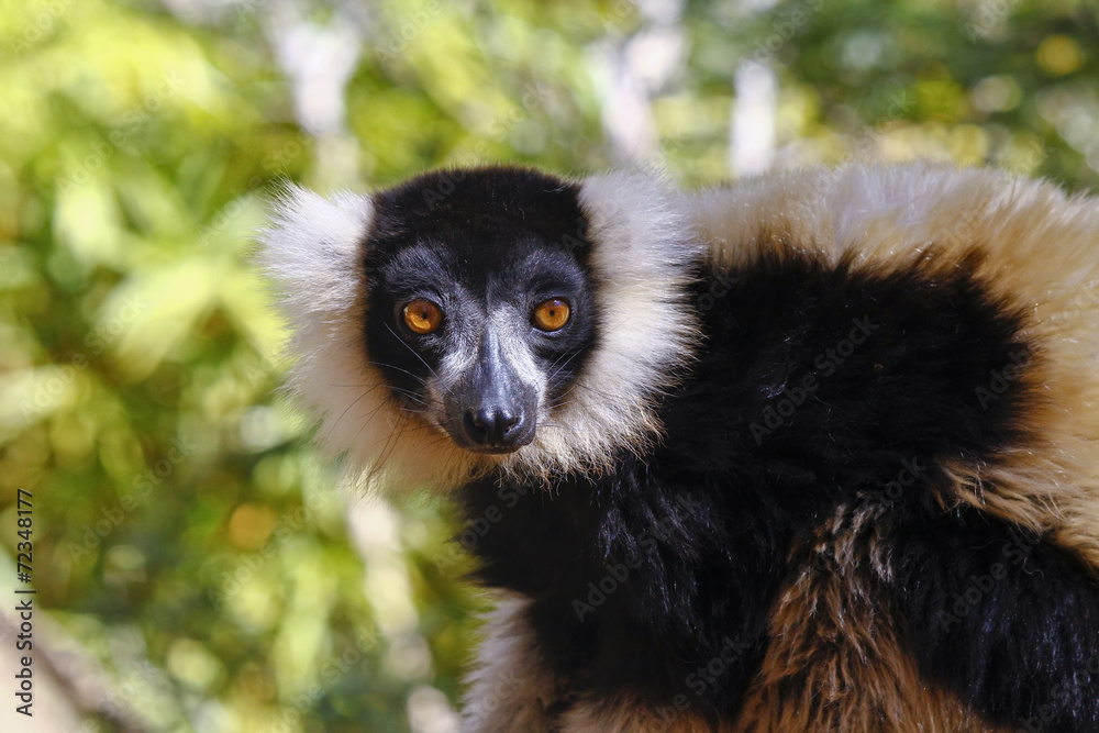 The black and white ruffed lemur is the more endangered of the t