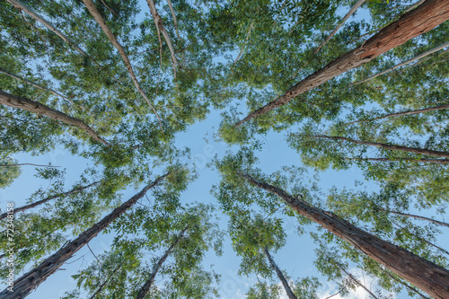 Obraz na plátne Eucalyptus tree against sky