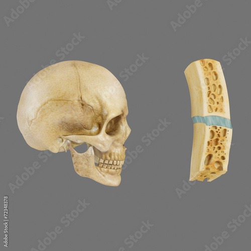 Sutural ligament in skull photo