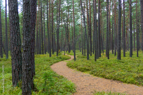Fototapeta Naklejka Na Ścianę i Meble -  Footpath in a pine forest in Jurmala