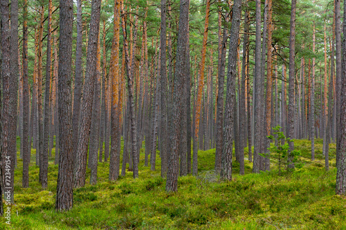 Pine forest in Jurmala
