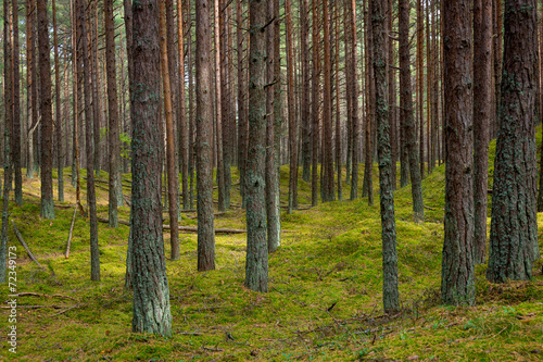 Pine forest in Jurmala