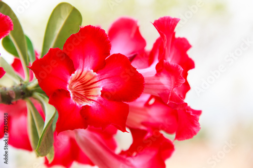Red Adenium obesum flower