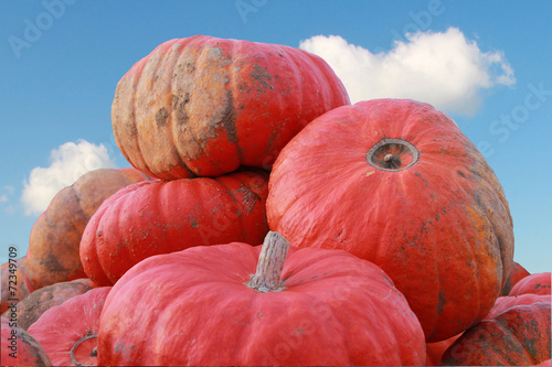Fotografia Halloween-Kürbisse