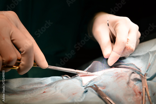 veterinarian doctor in operation room for surgical