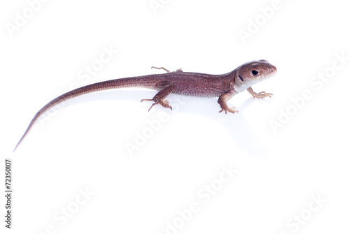 brown lizard on an isolated white background