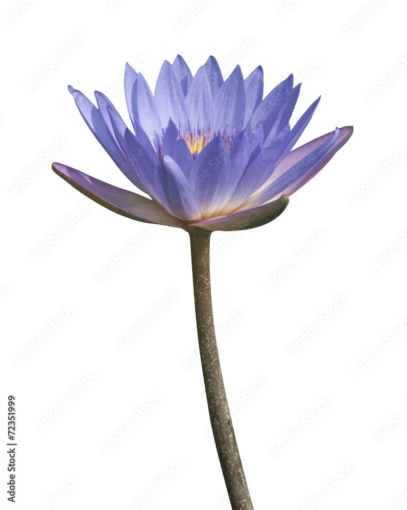 Water lily or lotus on a white background