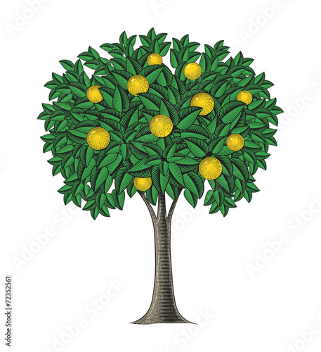 Fruit tree in engraving style