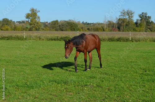 Normandie, terre d'élevage des chevaux © david-bgn