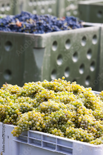 Bild auf Leinwand wine harvest, Southern Moravia, Czech Republic