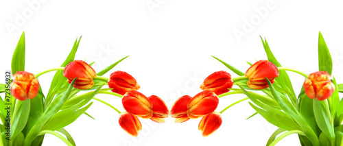 Fototapeta Naklejka Na Ścianę i Meble -  Red tulips isolated on white.  