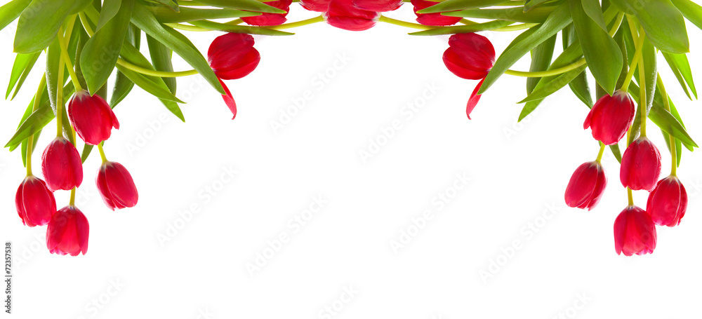 Red tulips isolated on white. Red tulips isolated on white.