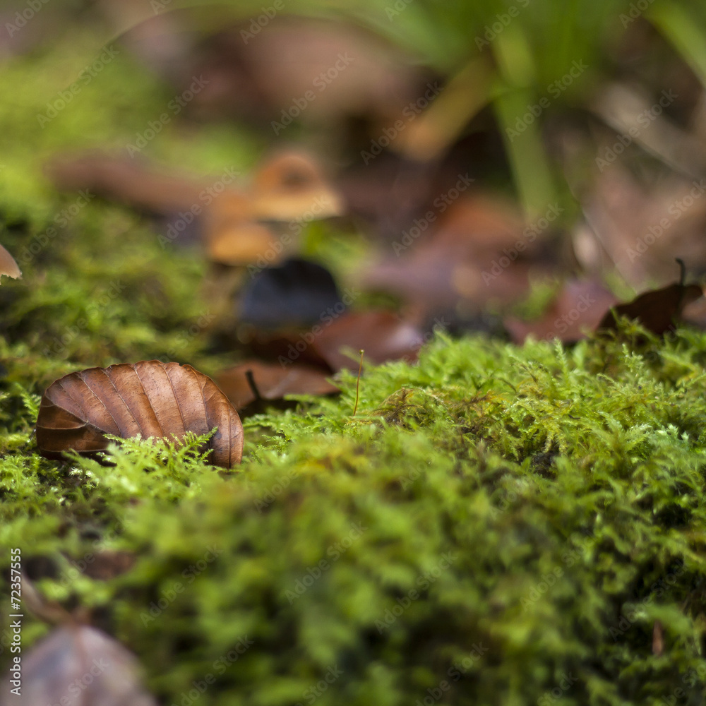 nature background with autum fallen leaves and green moss nature background with autum fallen leaves and green moss