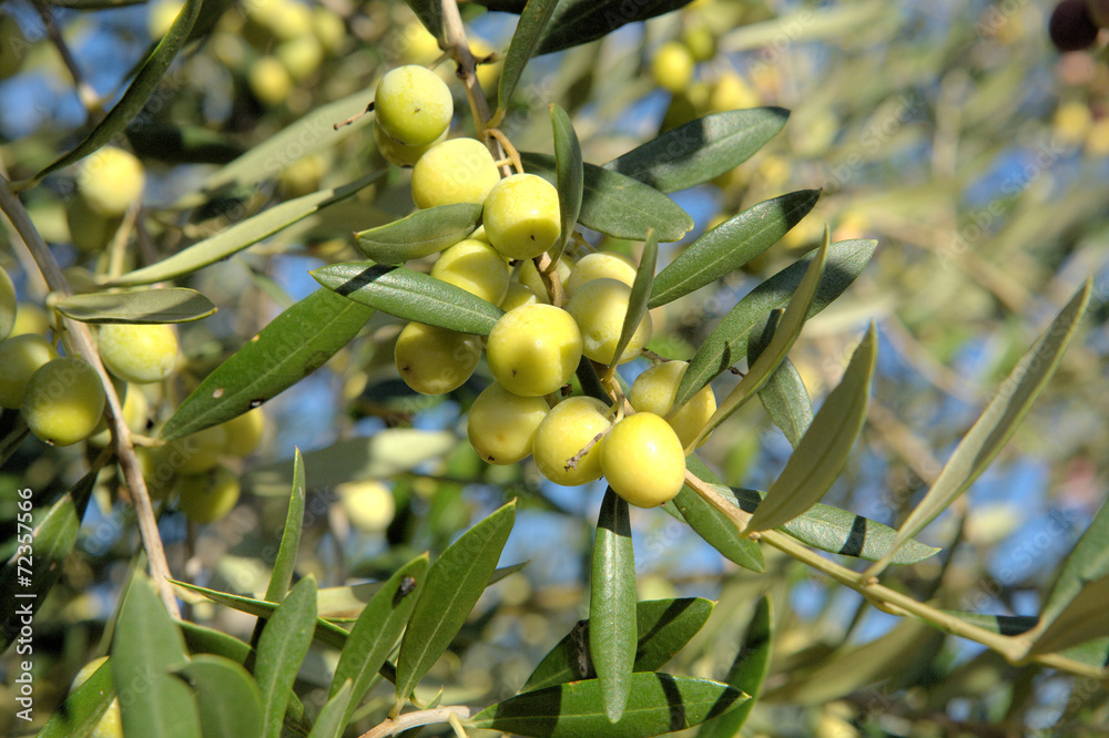 Green unripe olives