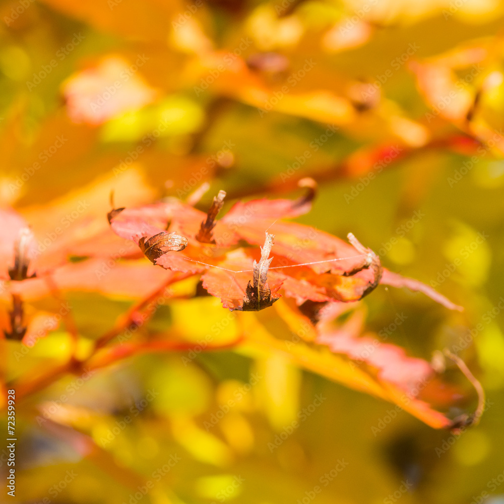 Beckoning Autumn Beckoning Autumn